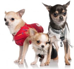 dog clothes