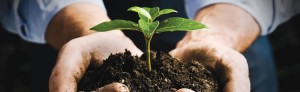 Sprouting Plant and soil Held in The Palms Of Hands